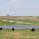 cows_pond