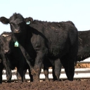 feedlot_calves