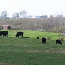 pasture