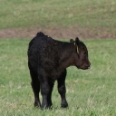 young_calf