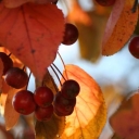 Berries