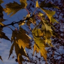 Oak Leaves