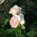 White Roses