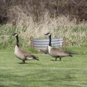 geese