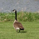 goose