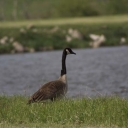 lone_goose