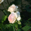 White Roses