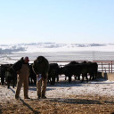 bullsale_shopping