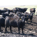 feedlot