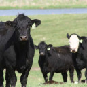 pasture3