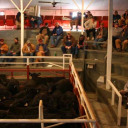 sale_barn