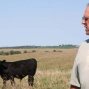 watching_calf