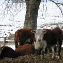 young_bull