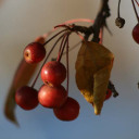 Berries